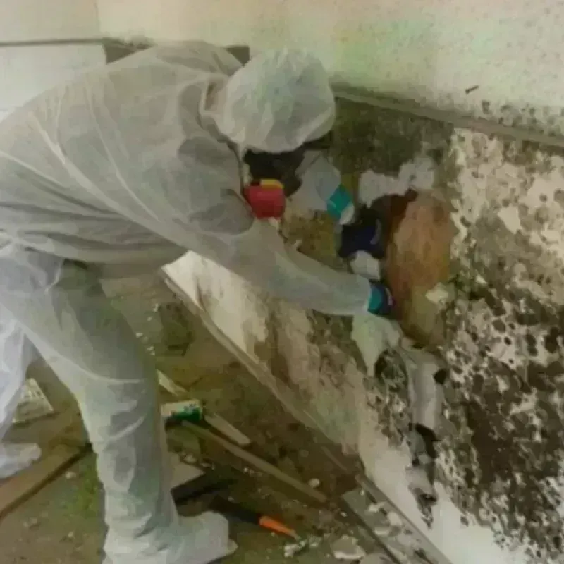 Mold Remediation and Removal in Mountain View, WY